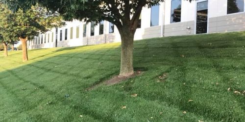 Lawn Mowing, Grass Cutting, Lawn Care