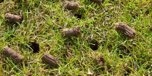 Aeration and Overseeing