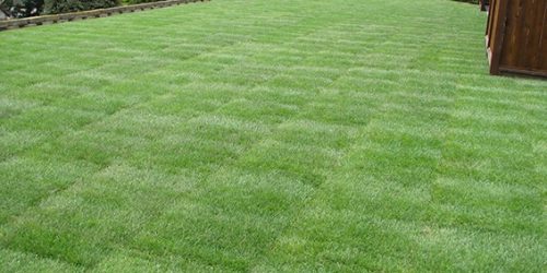 Sod Installation, Sod Contractor, Sod Replacement Sod Installation, Sod Contractor, Sod Replacement