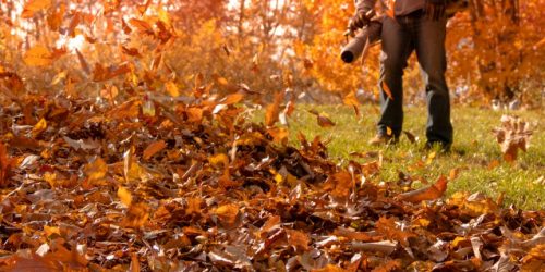Leaf Removal, Leaf Removal service, Fall Clean Up, Spring Clean Up,